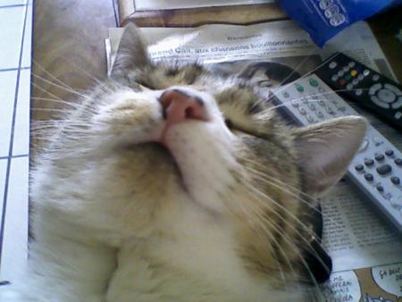 il est malheureux ce chat!